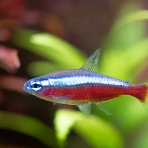 Roter Neon NZ (Paracheirodon axelrodi) Garantierte Lieferung